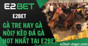 Gà Tre Hay Gà Nòi? Kèo Đá Gà Hot Nhất Tại E2BET
